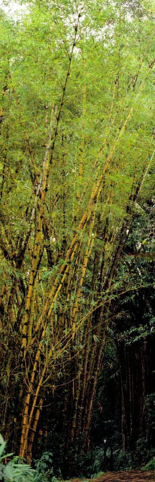 Bamboo trees in a forest Akaka Falls State Park Hawaii County Hawaii USA Canvas Art - Panoramic Images (6 x 18)