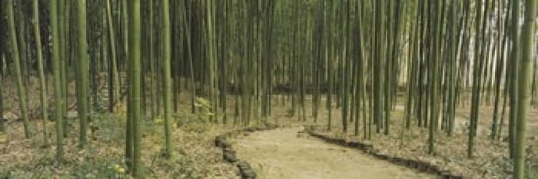 Bamboo trees on both sides of a path Kyoto Japan Canvas Art - Panoramic Images (18 x 6)