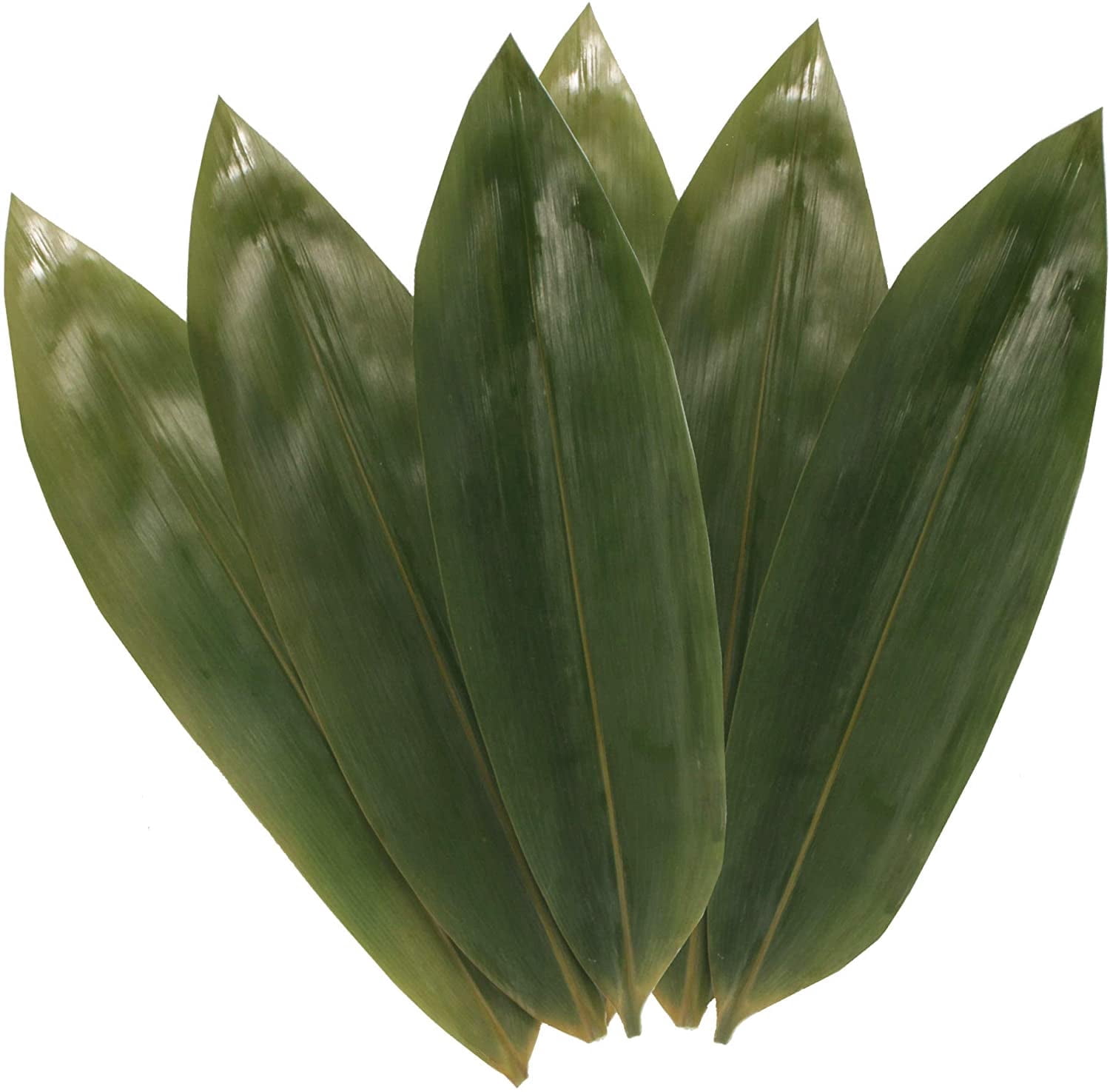 BambooMN Natural Bamboo Leaves for Home Decoration - Vacuum Packed - 12.25 in - 100 Pack
