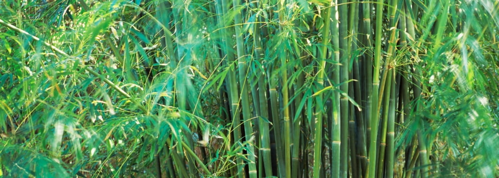 Bamboos in a forest Canvas Art - Panoramic Images (27 x 9)
