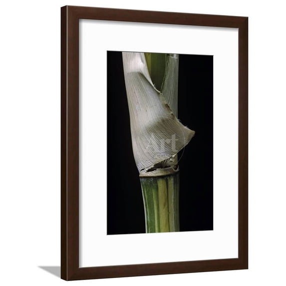 Bambusa Multiplex Alphonse Karr Bamboo Shoot, Botanical Framed Art Print Wall Art by Paul Starosta Sold by Art.Com