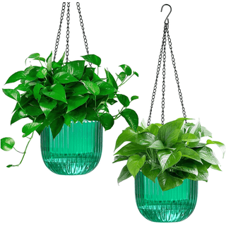 Water Hanging Plants