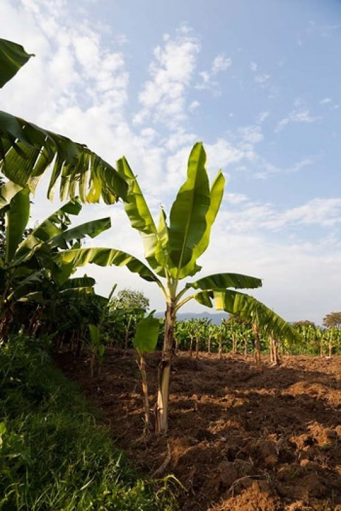 Banana Agriculture Rift Valley Ethiopia Canvas Art - Martin Zwick DanitaDelimont (25 x 38)