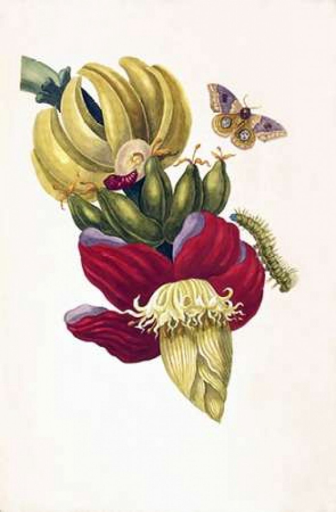 Banana Butterfly plate13 Canvas Art - Sybilla Merian (12 x 18)