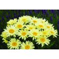 thumbnail image 1 of Banana Cream Shasta Daisy - Leucanthemum - Compact Plant - Gallon Pot, 1 of 3