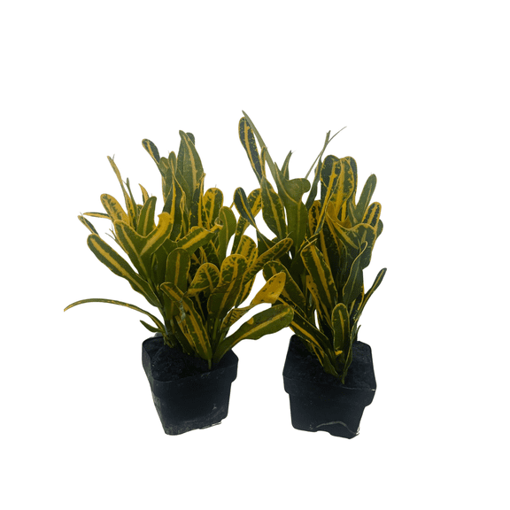 Banana Croton - 2 Pack 3" Pots - Colorful House Plant