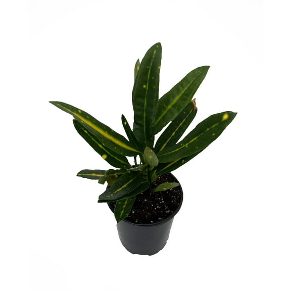 Banana Croton - 4" Pot - Colorful House Plant