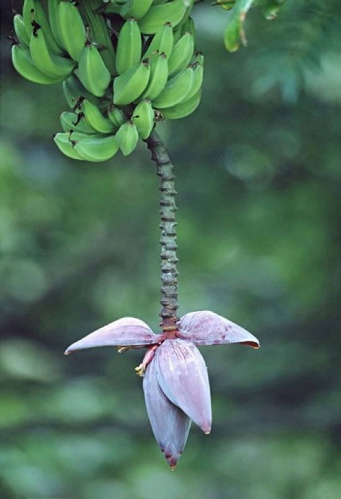 Banana Flower Canvas Art - Panoramic Images (17 x 24)