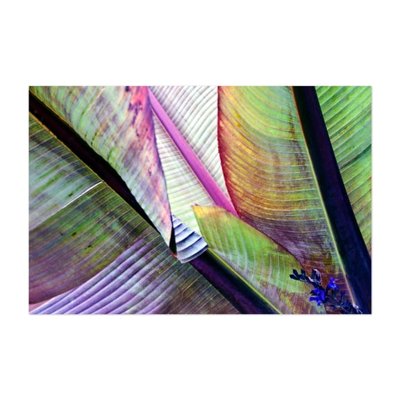 Banana Leaf Poetry - Bezirk Pankow Berlin Germany Photography Abstract Botanical Nature Tropical Floral Geometric Psychedelic Unframed Wall Art Print 32 x 48 inches