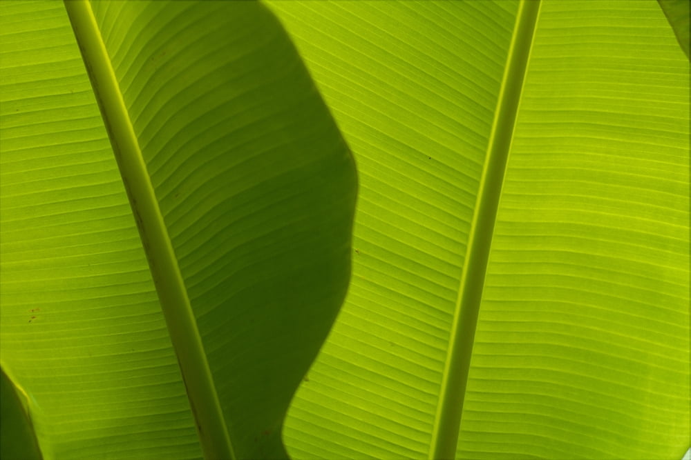 Banana Leaves Detail Close-Up B1632 Canvas Art - Dana Edmunds Design Pics (19 x 12)