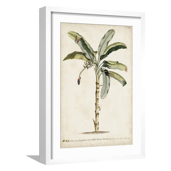 Art.com Banana Palm II Art Print by 0 Unknown, White Frame Wall Art, 17" x 23"