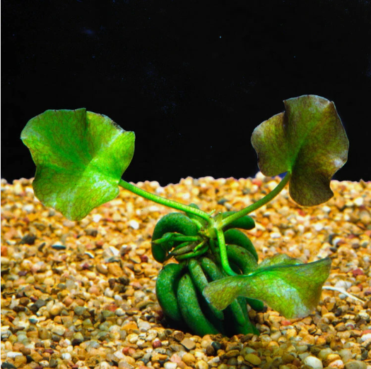 Banana Plant Nymphoides Aquatica Live Aquarium Plant – Easy Freshwater Fish Tank Plant