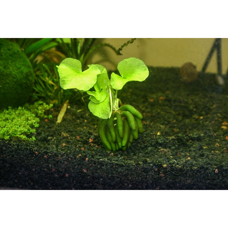 Banana goodbye Plant Aquarium