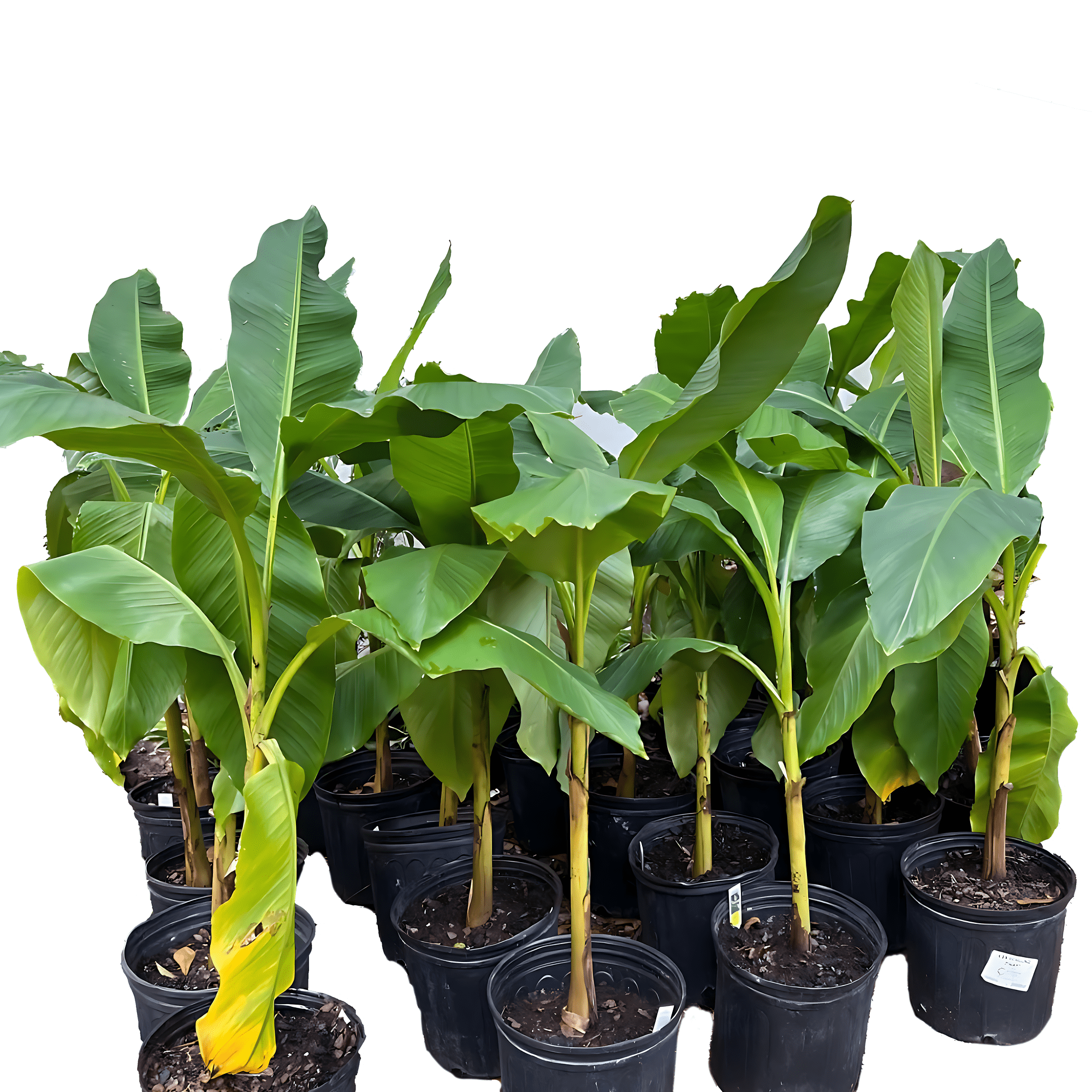 Banana Plant Live Plants, Tropical Green Foliage for Patio, Garden, or Indoor Spaces