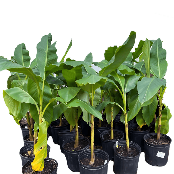 Banana Plant Live Plants, Tropical Foliage for Patio, Garden, or Indoor Spaces