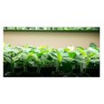 Banana Plants "Dwarf Cavendish" includes Four (4) Plants