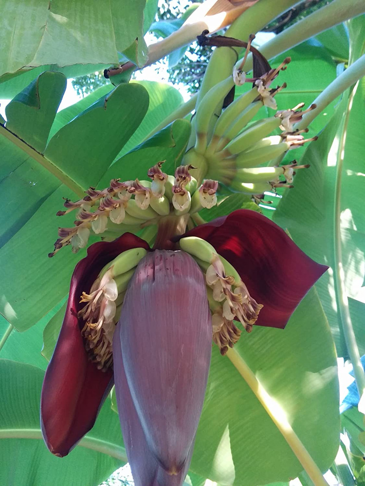 Banana Plants "Ice Cream" Includes Four (4) Plants