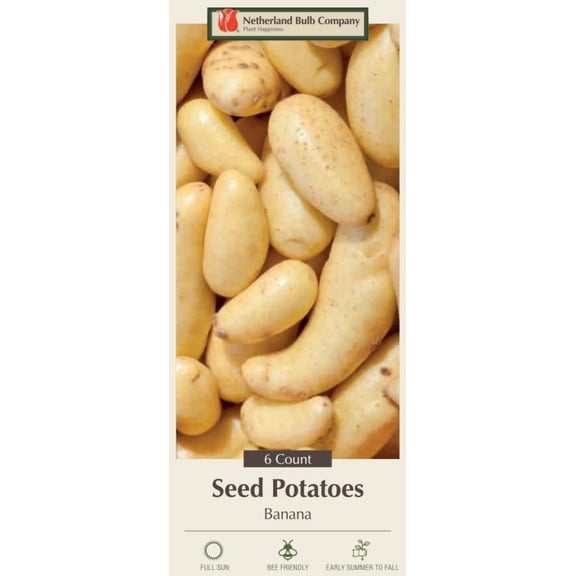Banana Seed Potato - 6 Tubers - Great Taste!