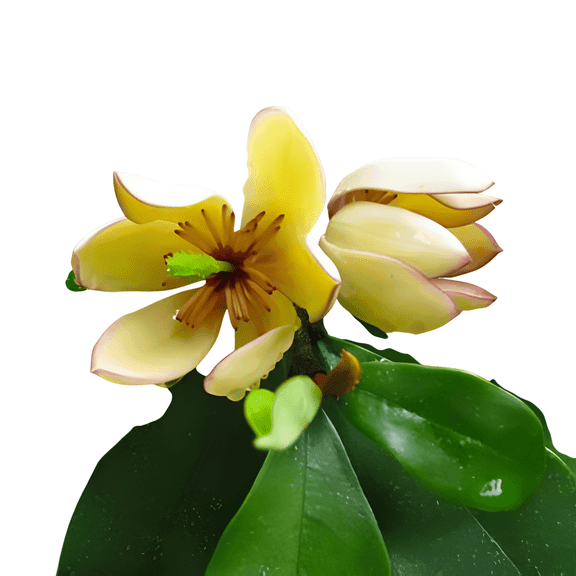Banana Shrub Magnolia – Live Plant