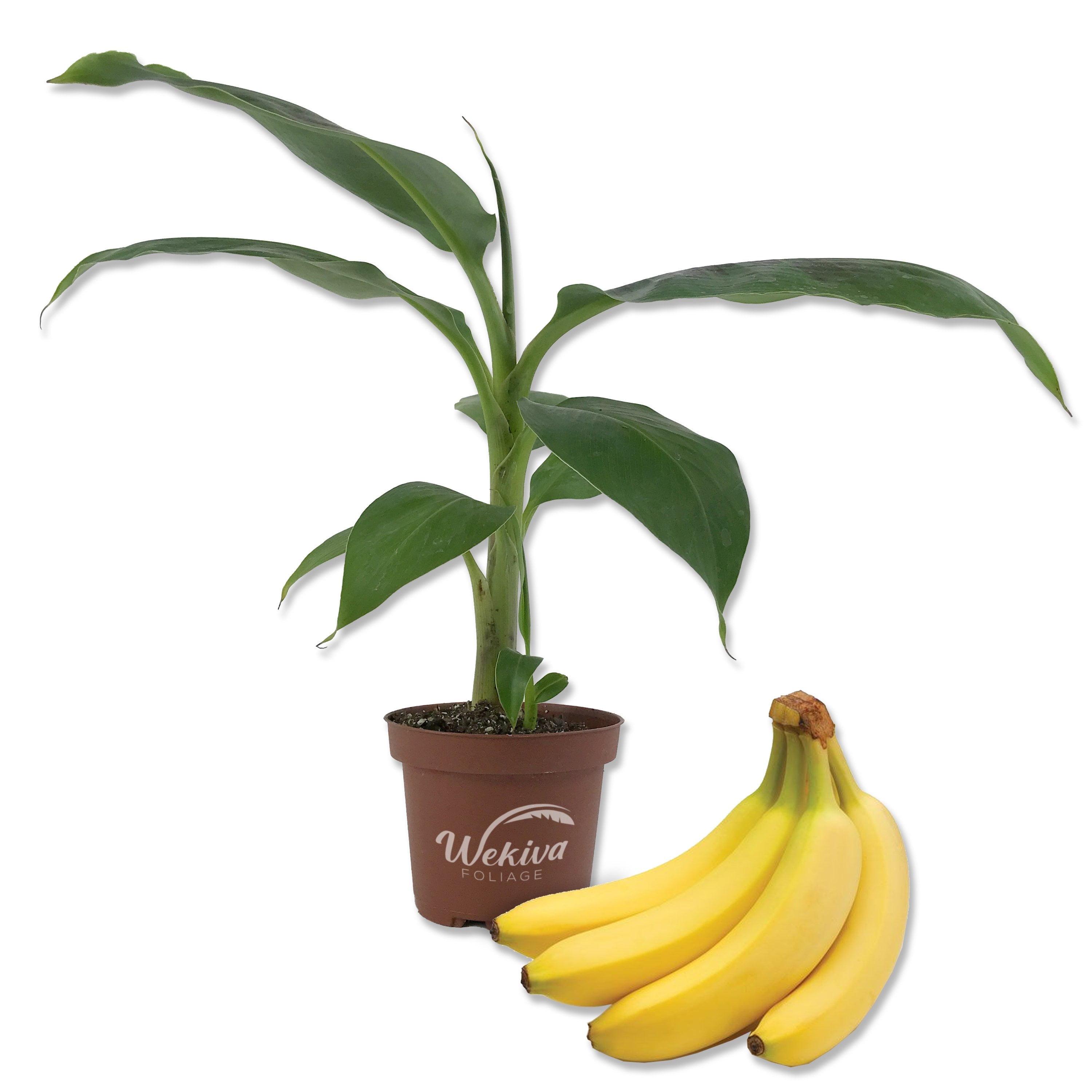 Banana Tree - 3 Live Plants in 4 Inch Growers Pots - Grower's Choice Based Availability - Edible Fruit Bearing Tree for The Patio and Garden
