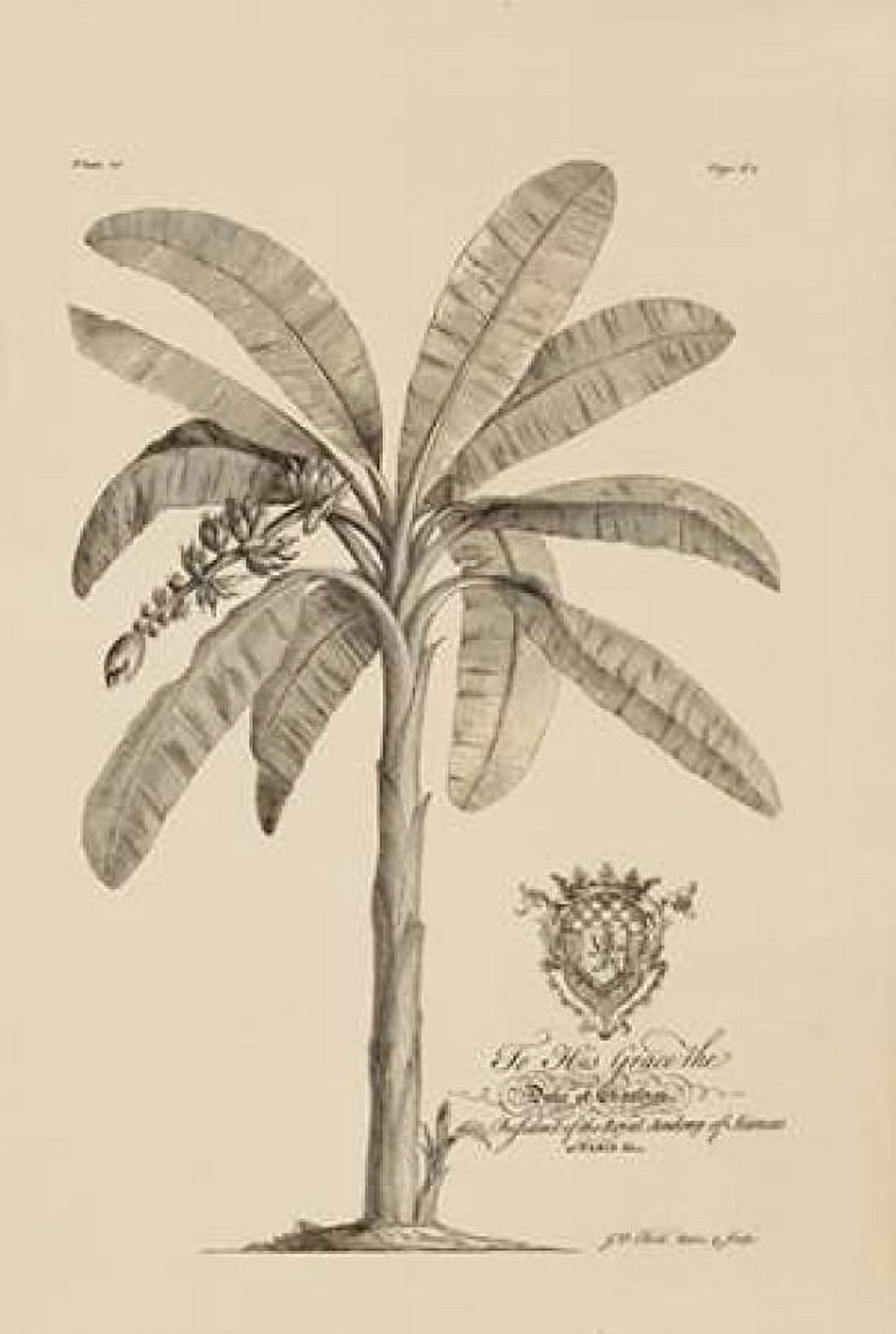 Banana Tree Canvas Art - Georg Ehret (12 x 18)