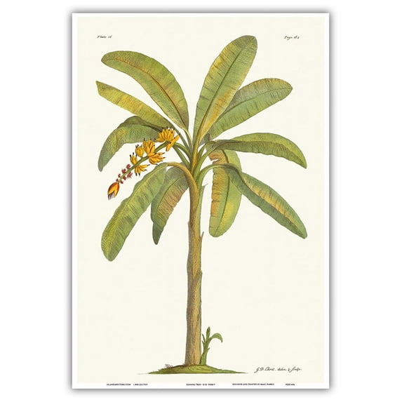 Banana Tree (Musa sapientum) - Plate From The Natural History of Barbados - Vintage Botanical Illustration by Georg Dionysius Ehret c.1700s - Master Art Print (Unframed) 13in x 19in