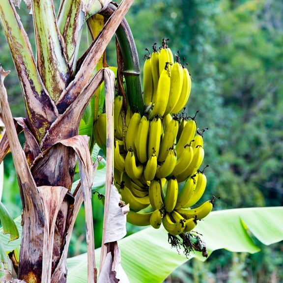 Banana Trees Live Plants from 4 to 6 Inc Long, Cavendish Banana Plants Live for Planting Gardening Outdoor Indoor