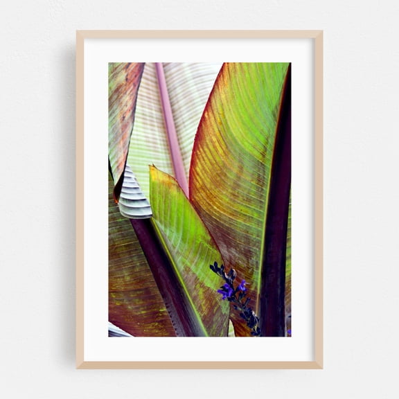 Banana leaf poetry in autumn light - Bezirk Pankow Berlin Germany Photography Botanical Tropical Nature Floral Garden Abstract Oak Framed Wall Art Print 5 x 7 inches