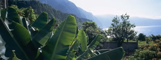 Banana trees in a garden at the seaside Ponta Delgada Madeira Portugal Canvas Art - Panoramic Images (30 x 12)
