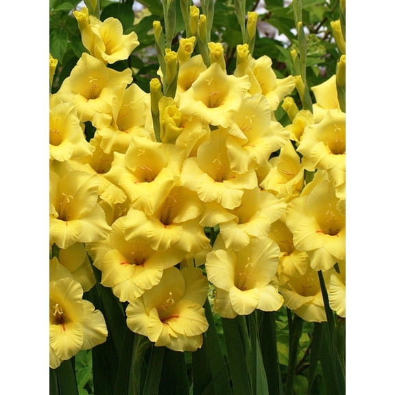 Bananarama Gladiolus - 5 bulbs