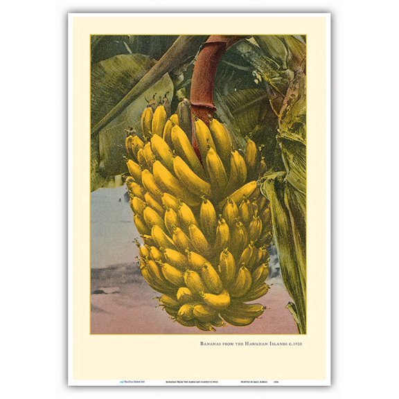 Bananas from the Hawaiian Islands - Vintage Hawaiian Color Postcard c.1910s - Master Art Print 10in x 14in