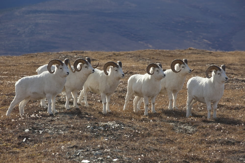 A Band Of Dall Sheep Rams In A High Mountain Meadow Denali National Park And Preserve Interior Alaska Autumn Canvas Art - Doug Lindstrand Design Pics (18 x 12)