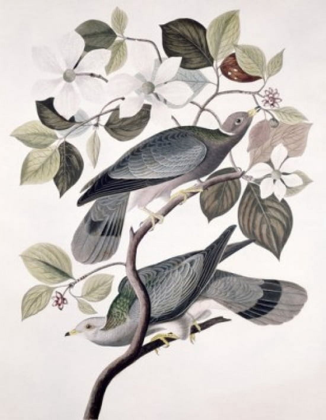 Band Tailed Pigeon - Male And Female Audubon John James (1785-1851American) Lithograph Canvas Art - John James Audubon (18 x 24)