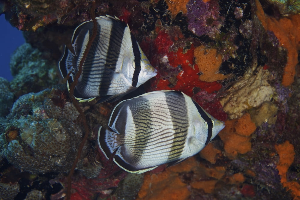 Banded Butterflyfish Bonaire Caribbean Netherlands Canvas Art - Terry MooreStocktrek Images (35 x 23)