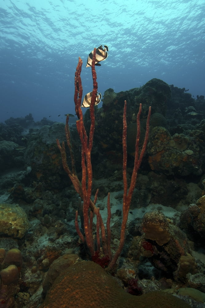 Banded Butterflyfish hover over sea sponges Canvas Art - Terry MooreStocktrek Images (12 x 18)
