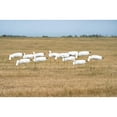 thumbnail image 1 of GHG Pro Grade Snow Goose Sock Decoys, 1 of 6