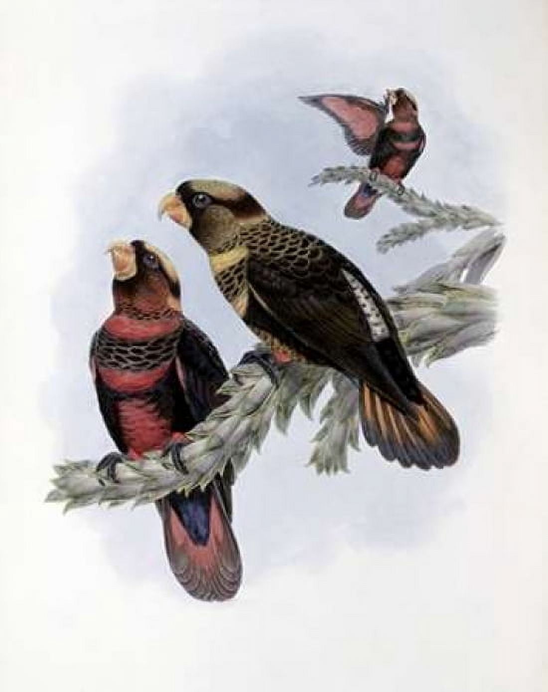 Banded Lory Canvas Art - John Glover (24 x 30)
