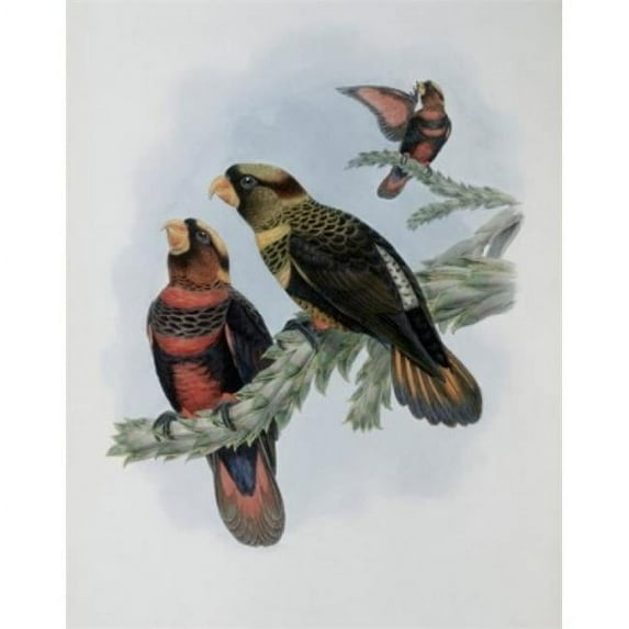 Banded Lory John Gould 1804-1881 British Poster Print - 18 x 24 in.