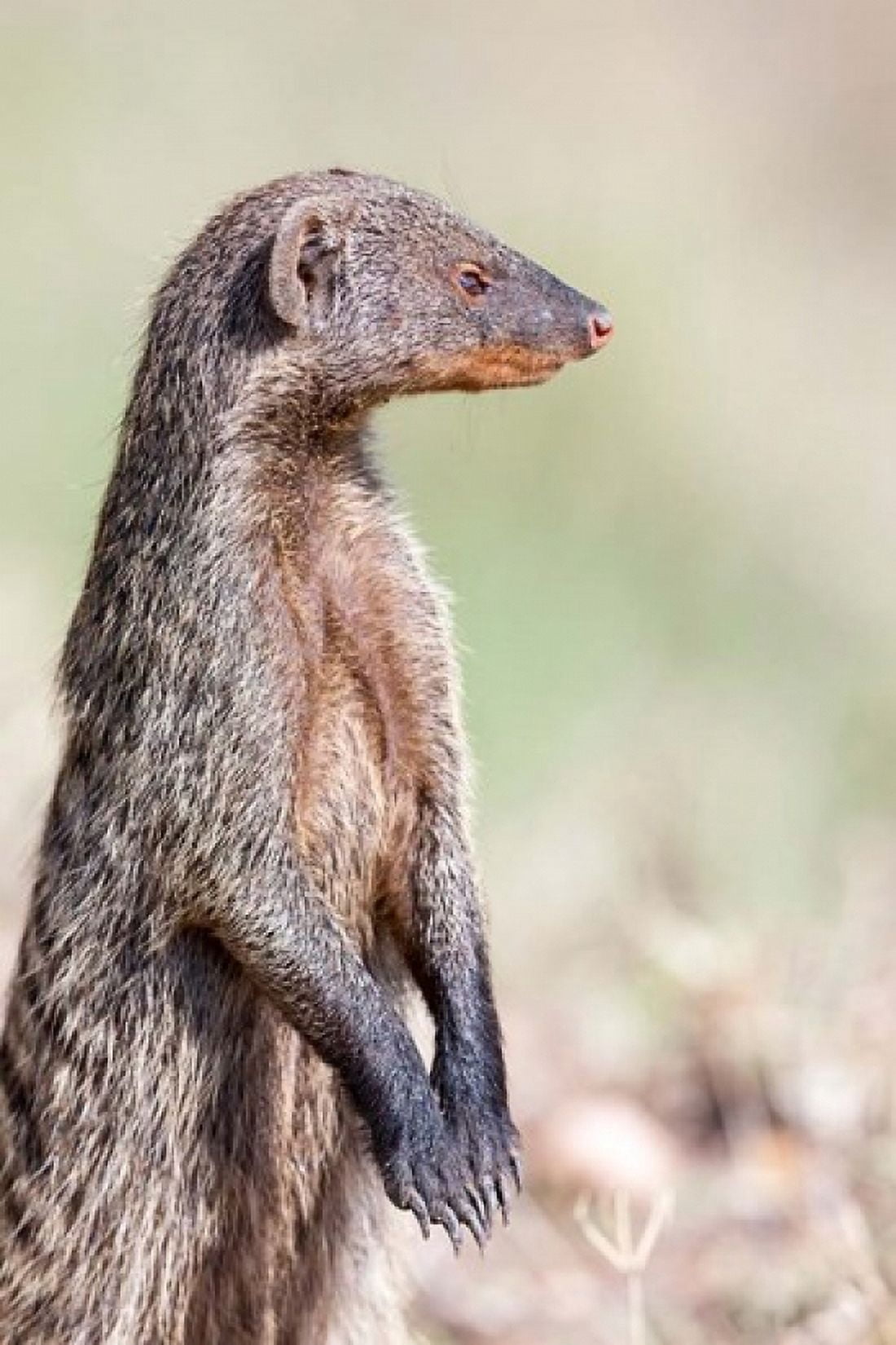 Banded Mongoose Maasai Mara Kenya Canvas Art - Martin Zwick DanitaDelimont (25 x 38)