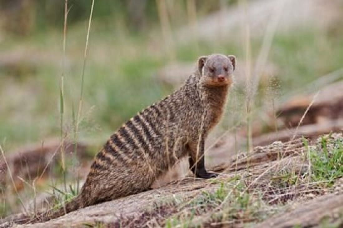 Banded Mongoose wildlife Maasai Mara Kenya Canvas Art - Adam Jones DanitaDelimont (24 x 15)