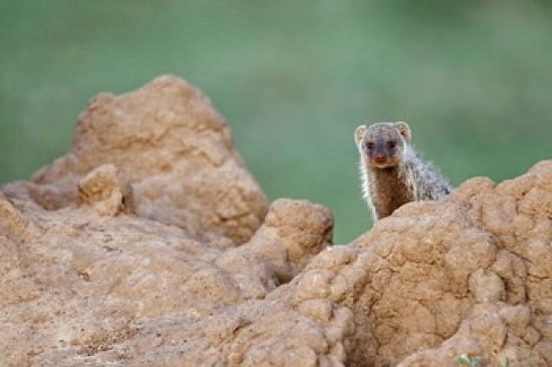 Banded Mongoose wildlife termites Maasai Mara Kenya Canvas Art - Adam Jones DanitaDelimont (24 x 15)