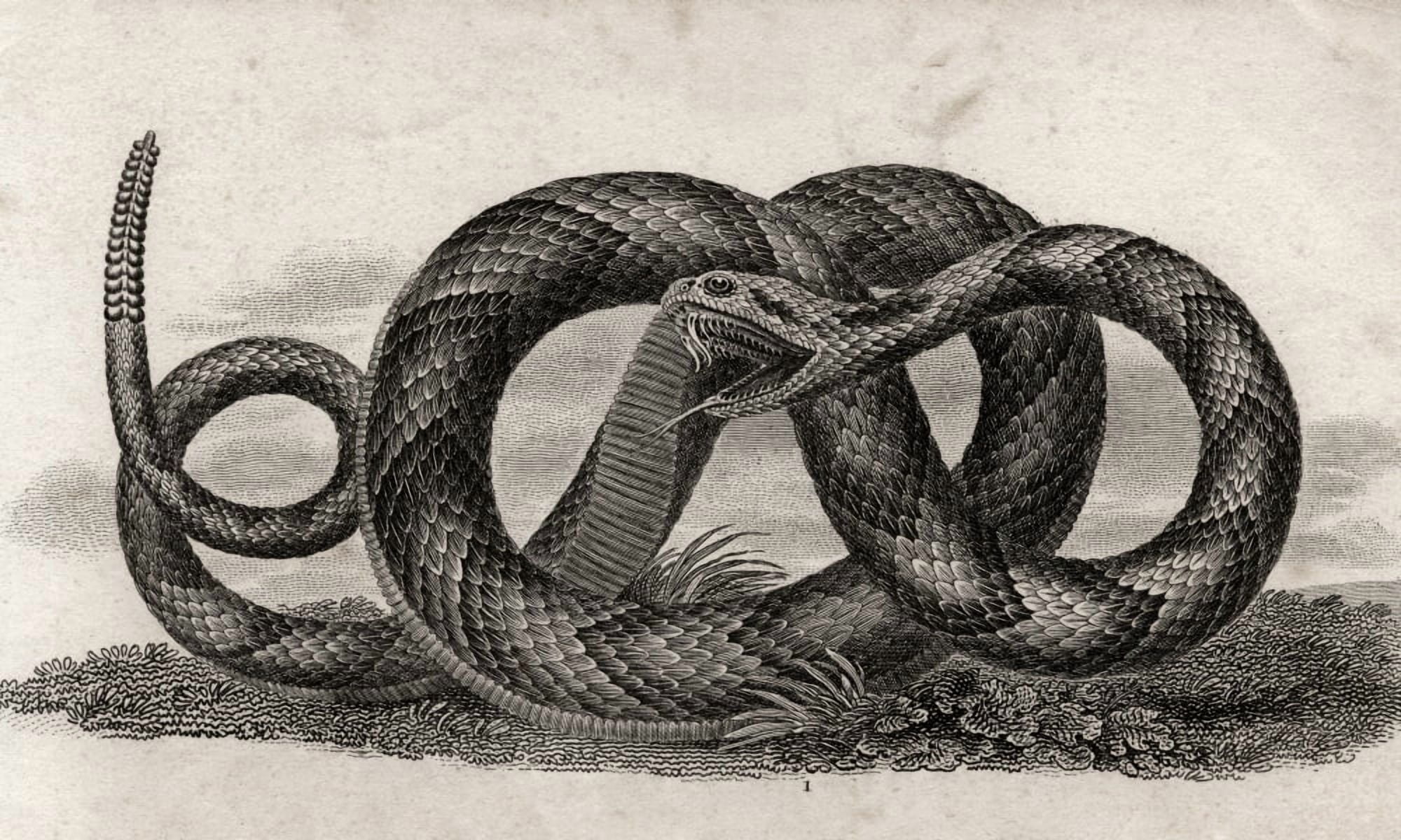Banded Rattlesnake Crotalus Horridus From A 17Th Century Print Canvas Art - Ken Welsh Design Pics (38 x 22)