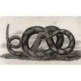 thumbnail image 1 of Banded Rattlesnake Crotalus Horridus From A 17th Century Poster Print, 19 x 11, 1 of 1