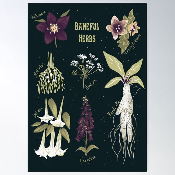 Baneful Herbs- Botany For Witches Poster Wall Art, Modern Wall Decor For Living Room Bedroom, 16x24 UNFRAMED