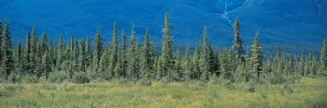 Banff National Park Alberta Canada Canvas Art - Panoramic Images (36 x 12)
