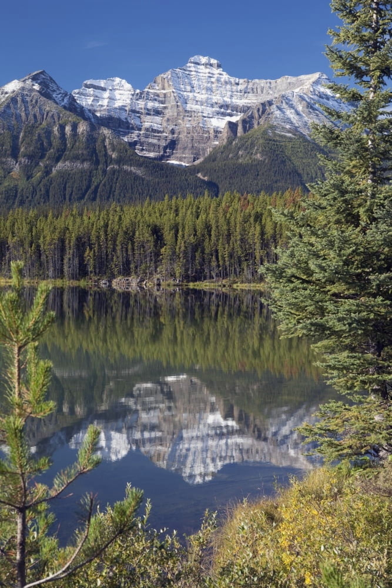 Banff National Park Alberta Canada Reflection Of A Mountain In Herbert Lake Canvas Art - Michael Interisano Design Pics (24 x 38)