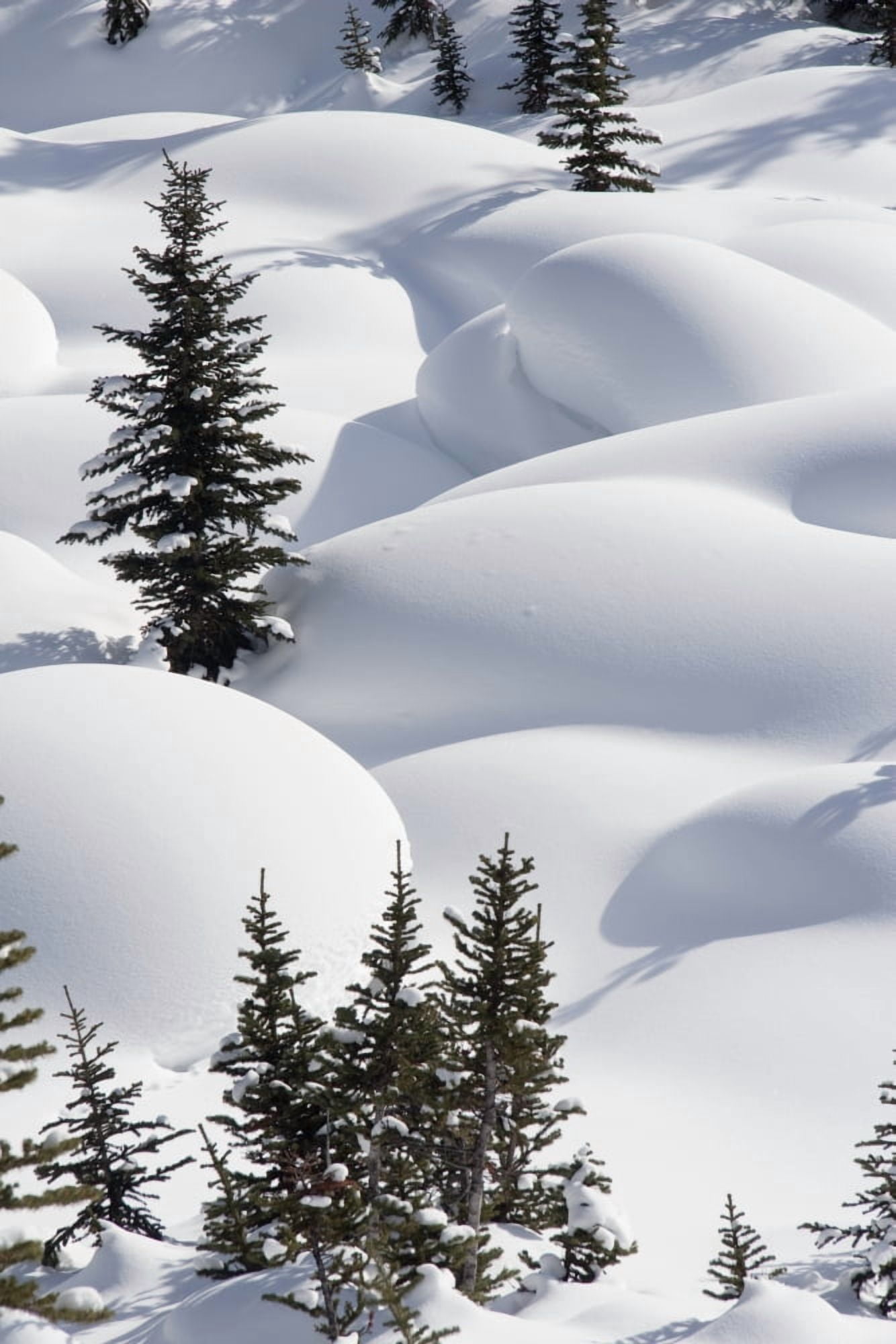Banff National Park Alberta Canada Trees In Snow Drifts At Lake Louise Canvas Art - Michael Interisano Design Pics (24 x 36)