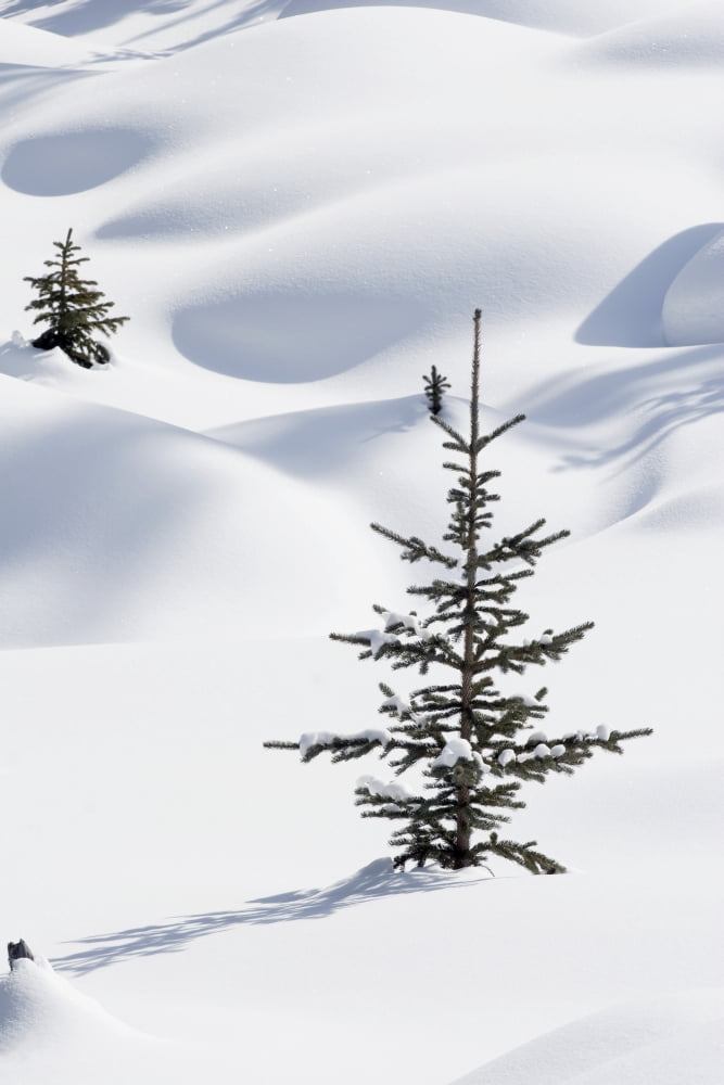 Banff National Park Alberta Canada Trees In Snow Drifts At Lake Louise In Winter Canvas Art - Michael Interisano Design Pics (12 x 19)