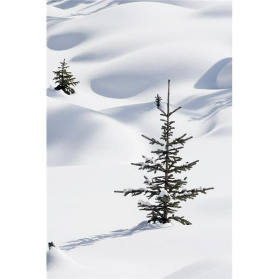 Banff National Park Alberta Canada - Trees In Snow Drifts At Lake Louise In Winter Poster Print