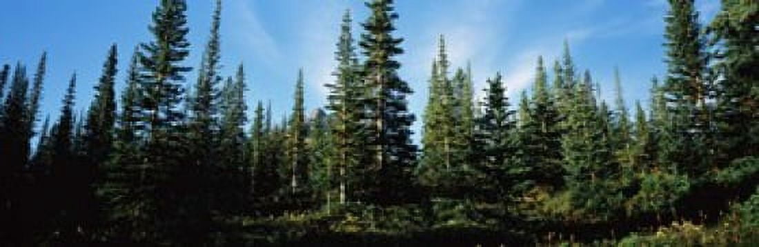Banff Pine Trees Alberta Canada Canvas Art - Panoramic Images (18 x 6)